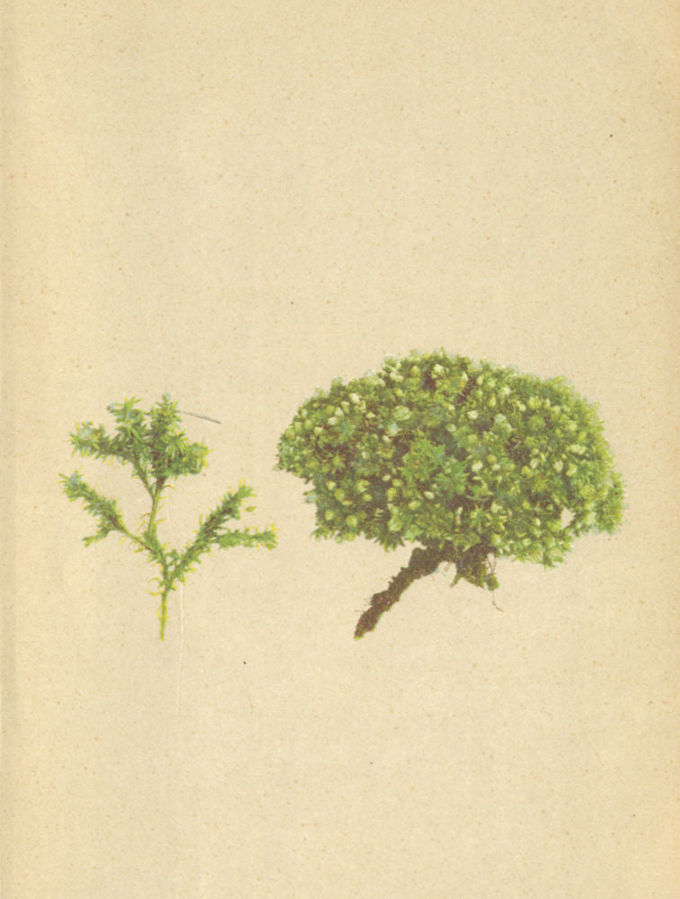 ALPENFLORA ALPINE FLOWERS. Alsine sedoides (L. ) Kitt-Mauerpfeffer-Miere 1897